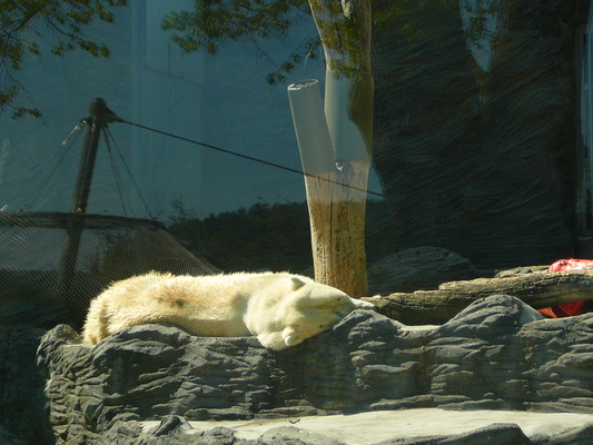 velmi unavený lední medvěd