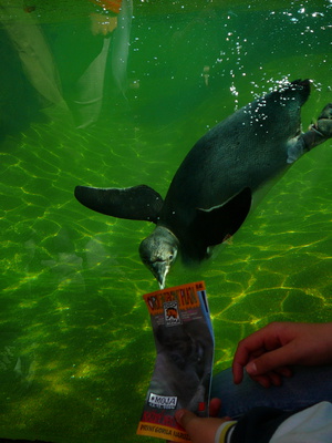 tučňáci jsou velmi zvídavá zvířátka