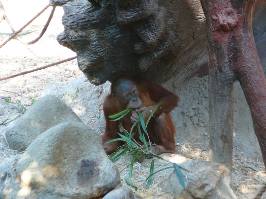 malý orangutaní exibicionista