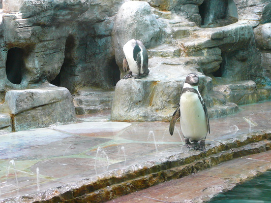město tučňáků