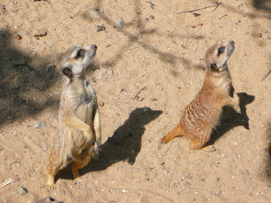 Mirčiny surikaty