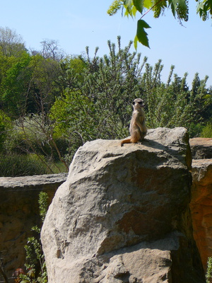 hlídkující surikata