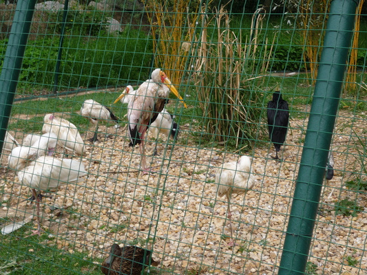 Zoo Plzeň